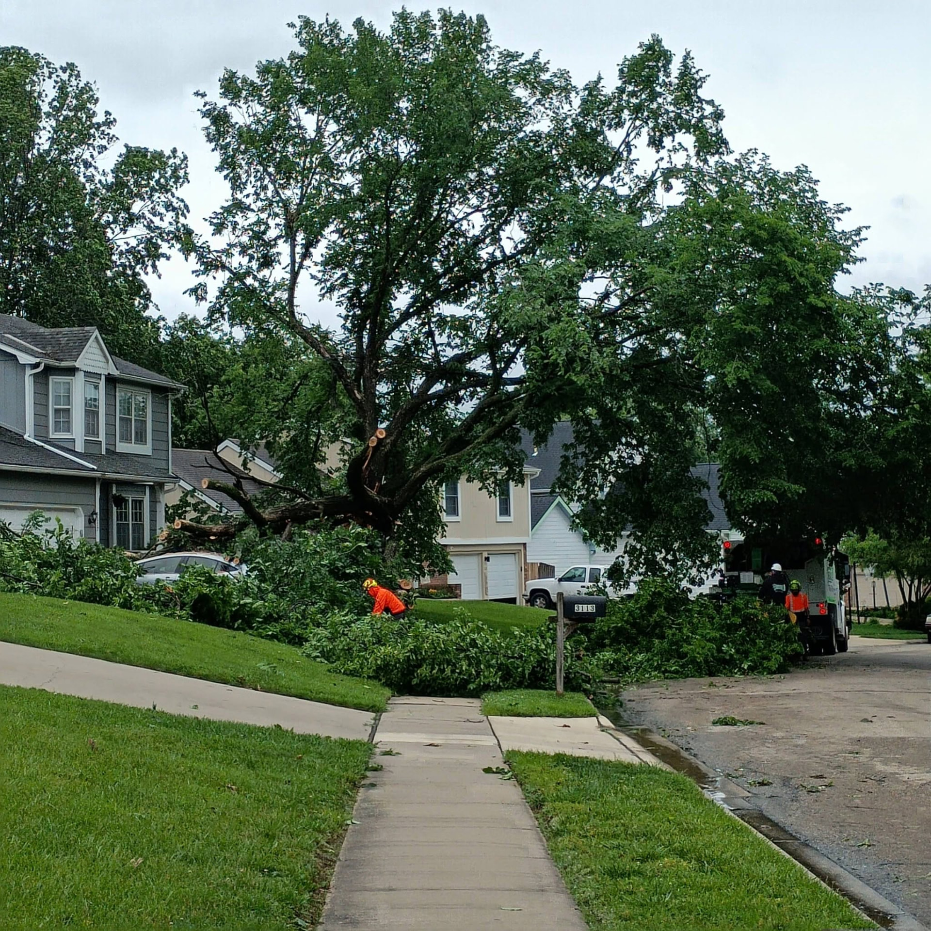 Storm and emergency tree work Crew clearing a large storm-fallen tree spread across a residential yard