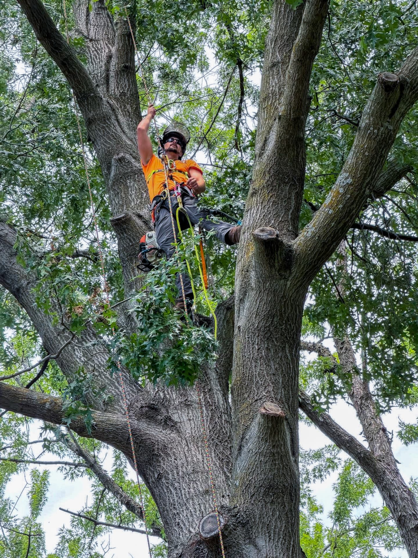 Technical tree removal by climber, Topeka, KS Ground Up Tree Care climber tied in high in an oak with a chainsaw during a technical removal in Topeka, KS